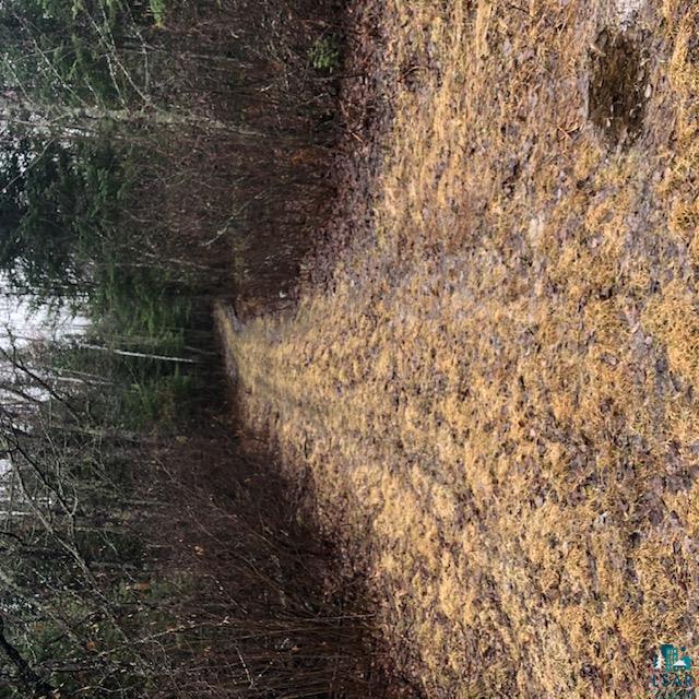 Xxx Roini Road Angora, MN 55703 - Photo 8 of 20