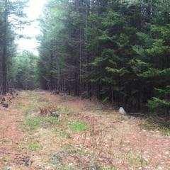 Lot 31 Moose Road Howland, ME 04448 - Photo 11 of 12 lot view