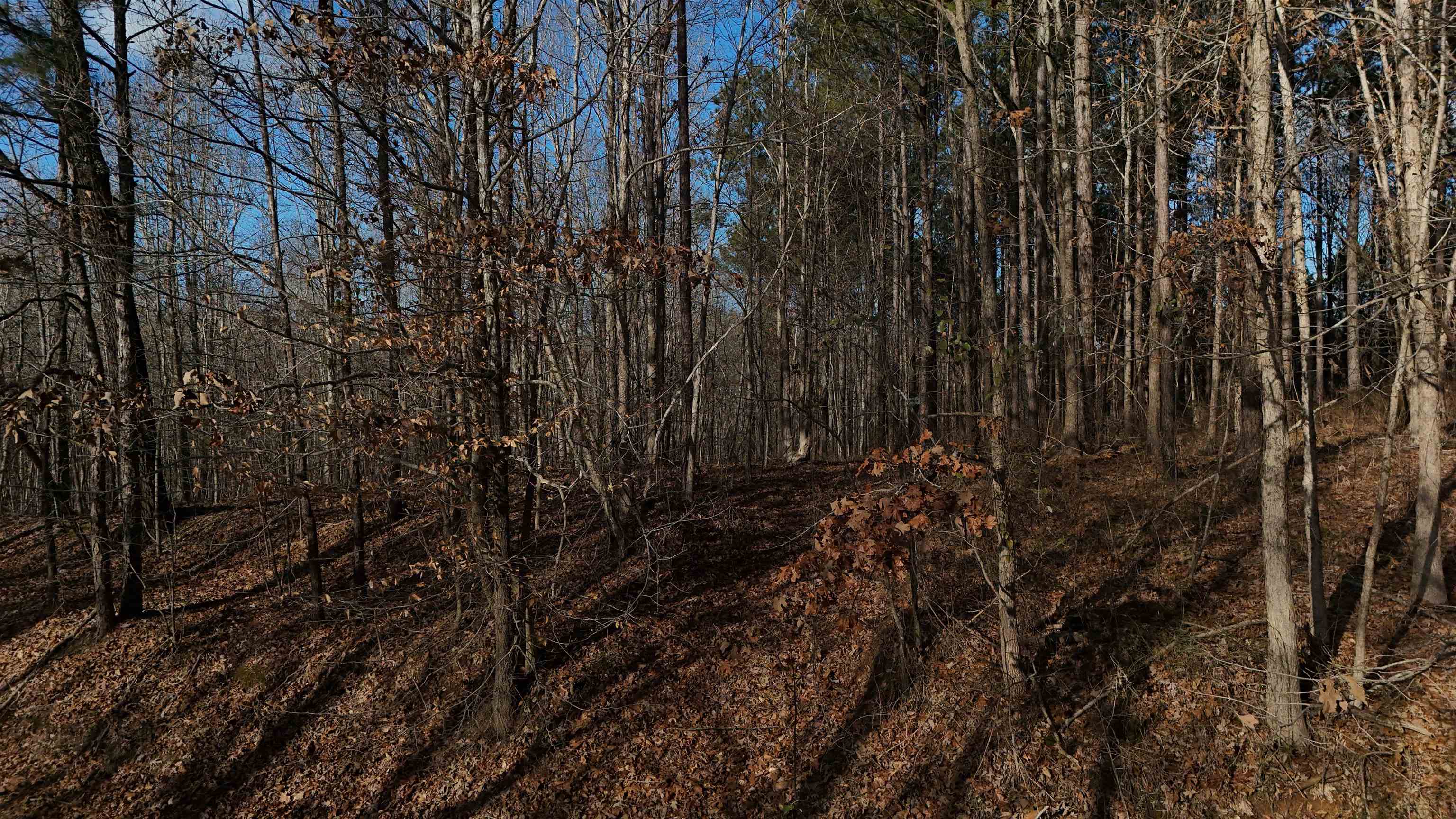 0 Cr 414 Road Falkner, MS 38629 - Photo 26 of 31 View of local wilderness