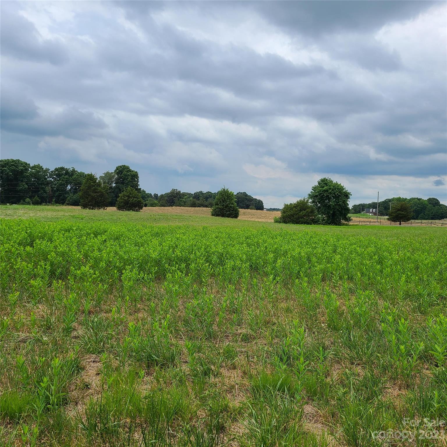 Approx 8.176-on Approx 8.176-on Tite Road Stanfield, NC 28163 - Photo 8 of 18 a view of a big yard with plants and a large tree