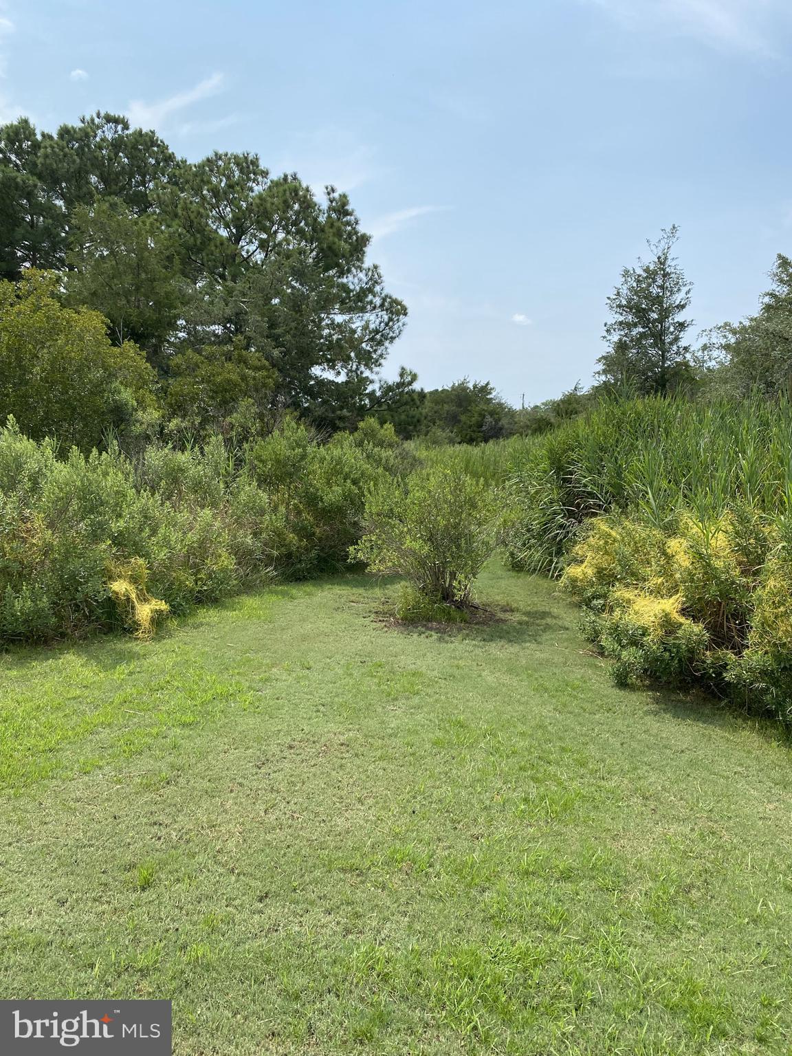 9962 Champ Road Princess Anne, MD 21853 - Photo 44 of 51 scenic backyard