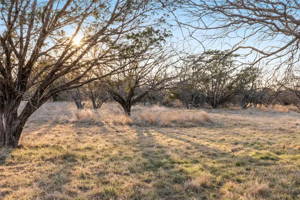 a view of dirt yard with a large tree