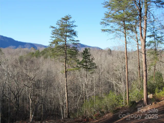 a view of a forest with a tree