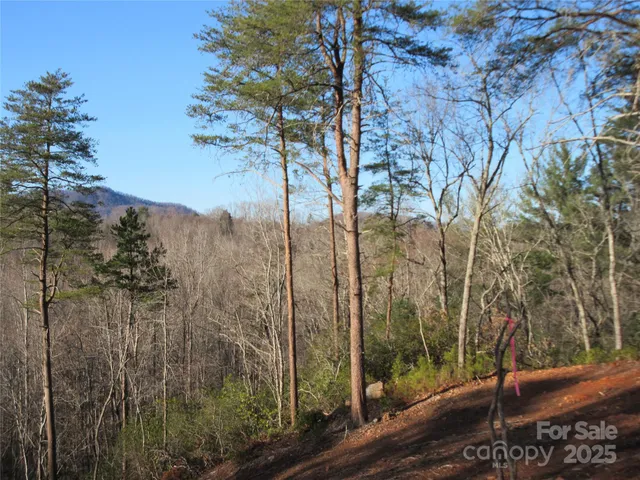 a view of a yard from a tree