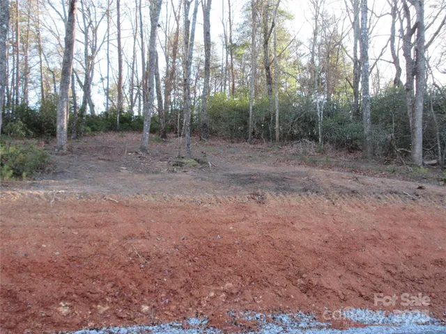 a view of a forest with trees in the background