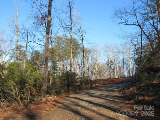 a view of a forest filled with trees