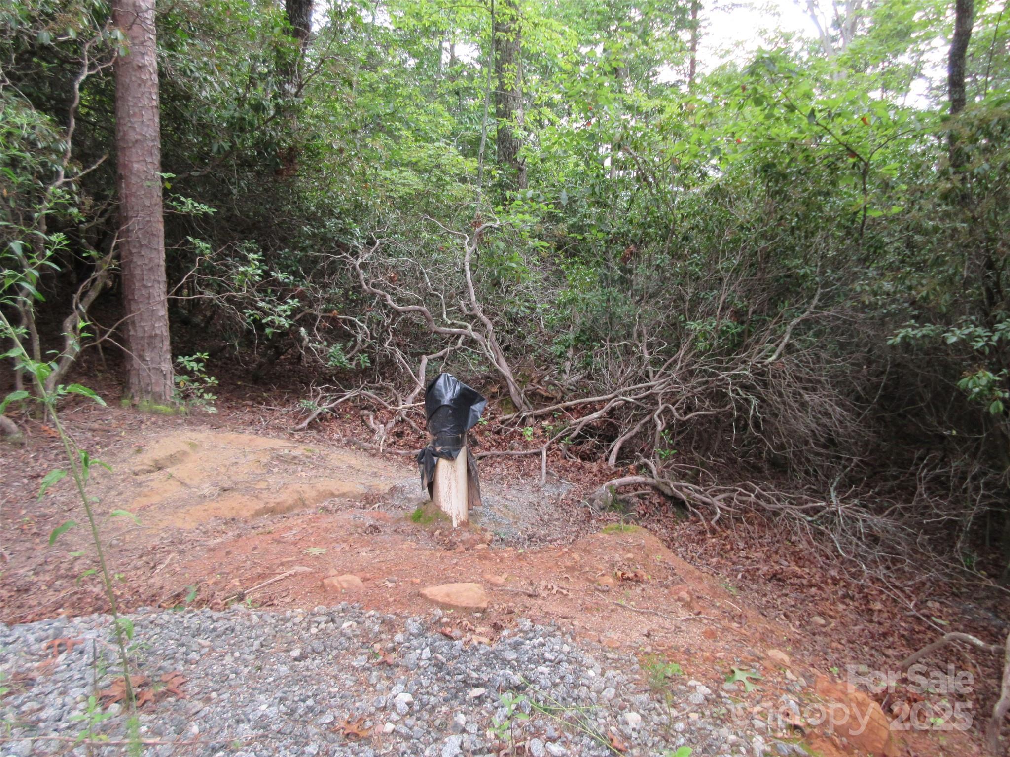 0 Levi Road Columbus, NC 28722 - Photo 32 of 48 a view of a forest filled with trees