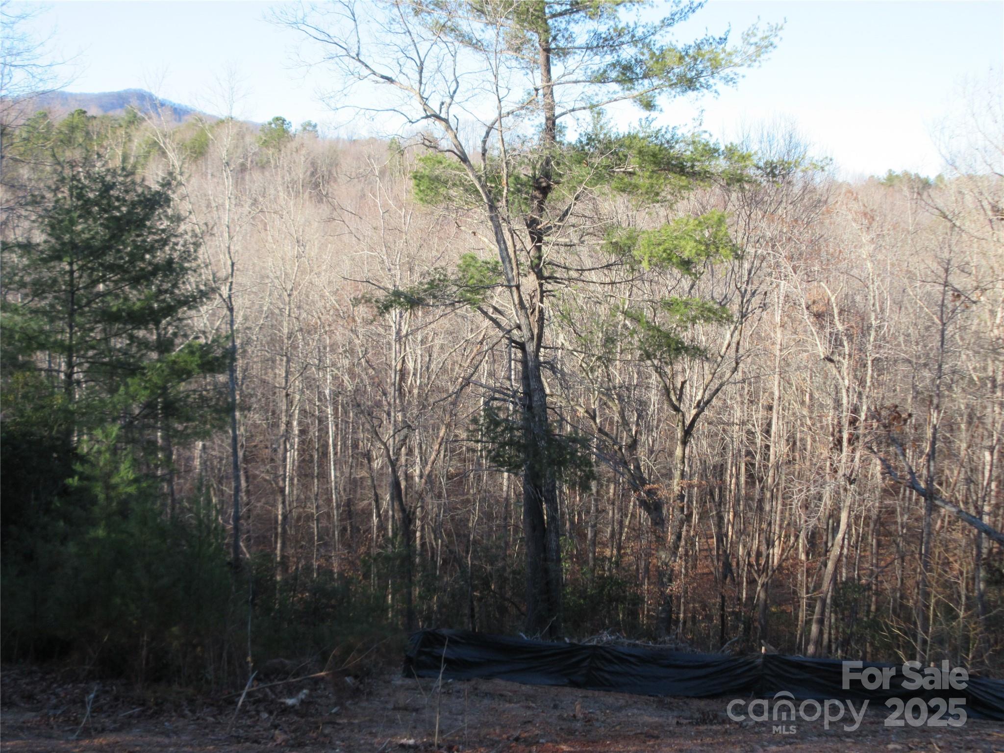0 Levi Road Columbus, NC 28722 - Photo 36 of 48 a view of a forest