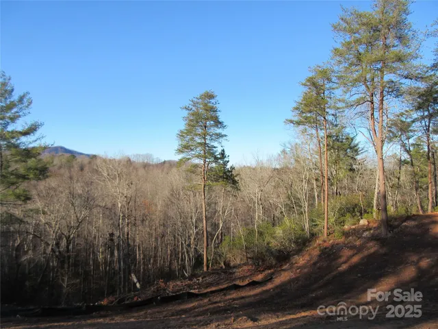 a view of a bunch of trees