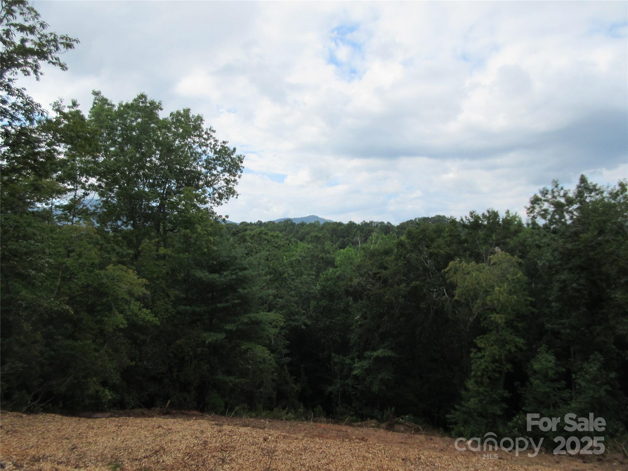 0 Levi Road Columbus, NC 28722 - Photo 45 of 48 a view of a bunch of trees