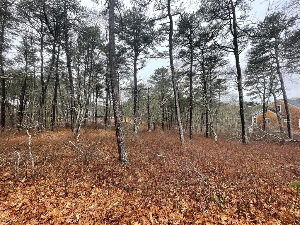 30 Sam Hollow Road Wellfleet, MA 02667 - Photo 11 of 16 a view of outdoor space with trees