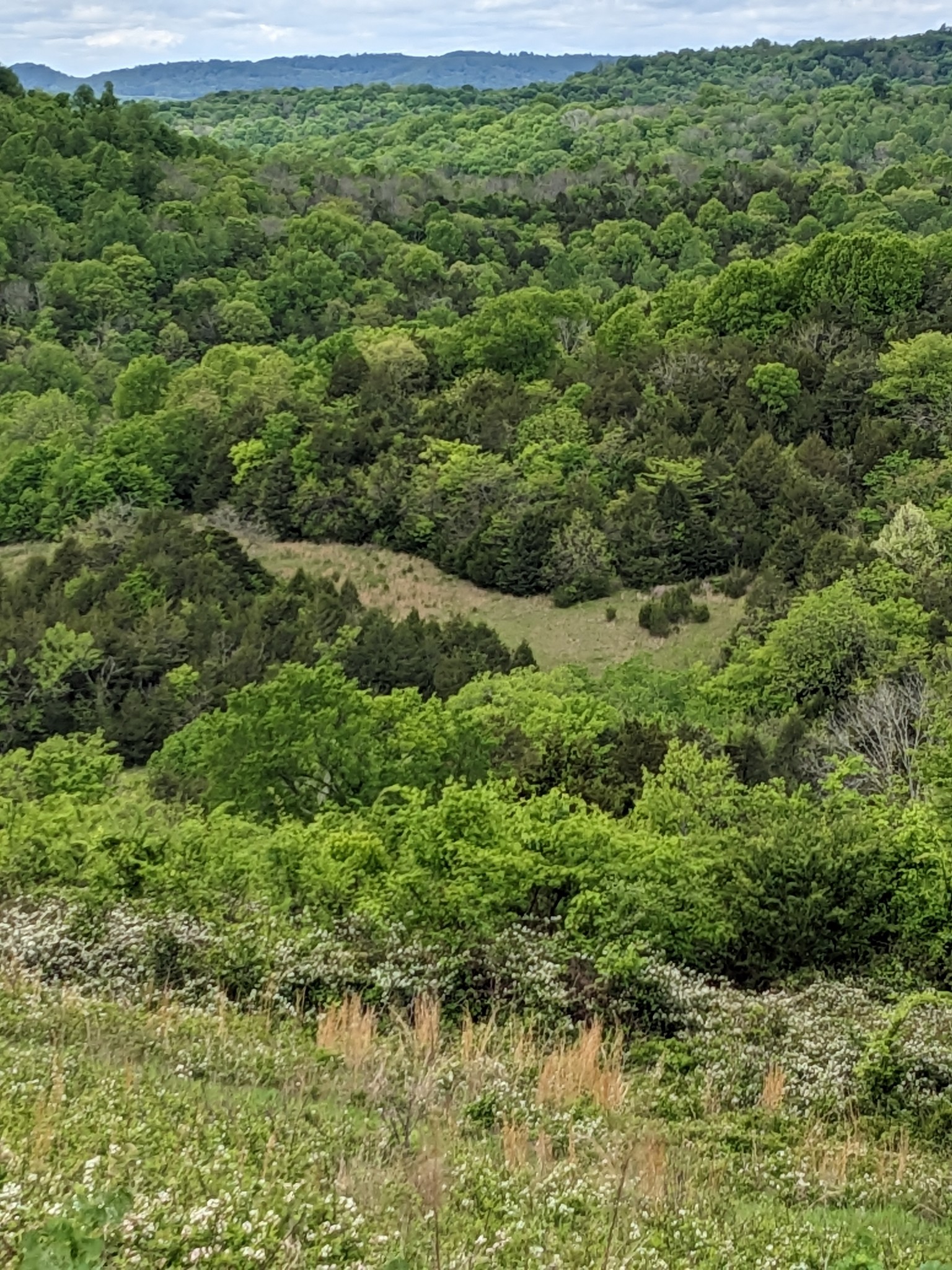 115 Cold Springs Road Fayetteville, TN 37334 - Photo 1 of 8 View of the acreage from the top of the hill. Just spectacular!