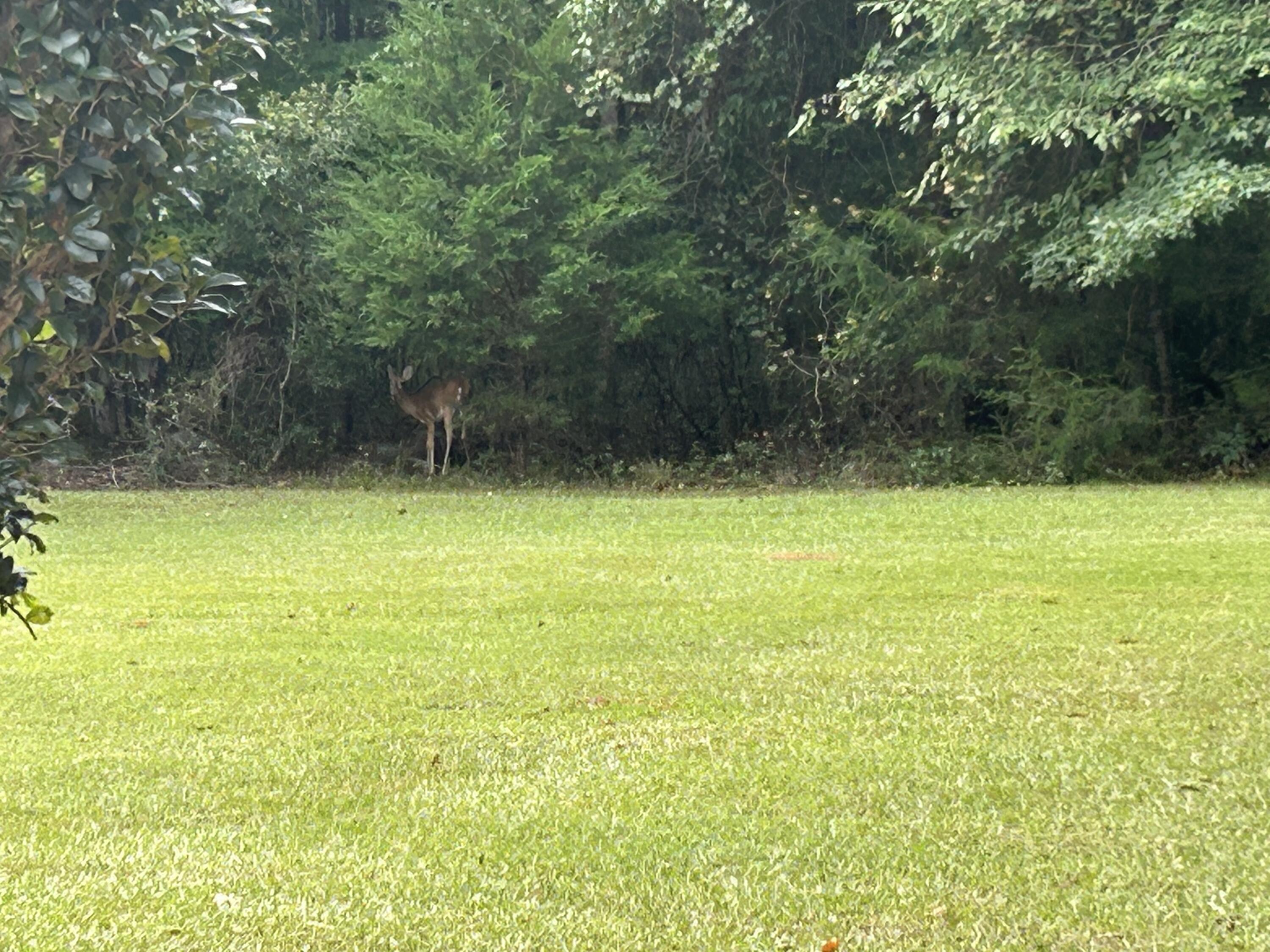1050 Jones Martin Road Lincolnton, GA 30817 - Photo 35 of 39 IMG_2533