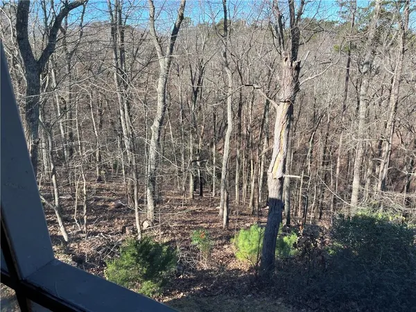a view of a yard with plants and trees