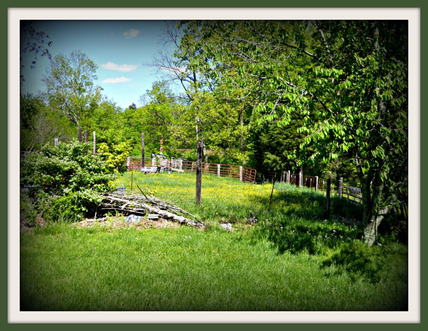 Lot 4 Niles Road Dandridge, TN 37725 - Photo 5 of 14 P1010970f
