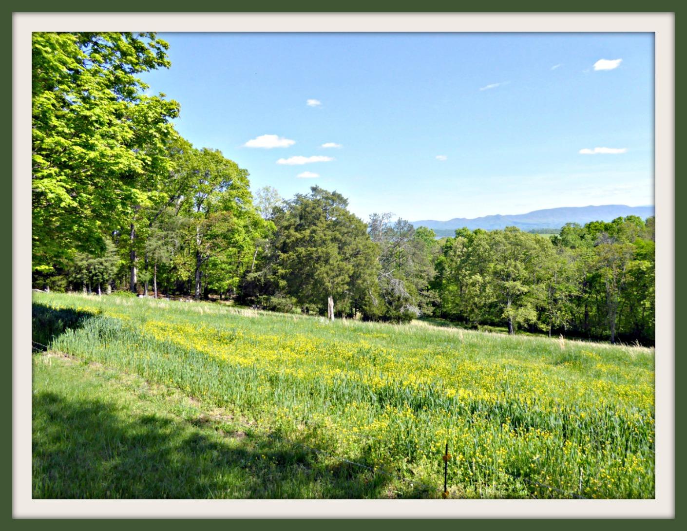 Lot 4 Niles Road Dandridge, TN 37725 - Photo 6 of 14 P1010973f