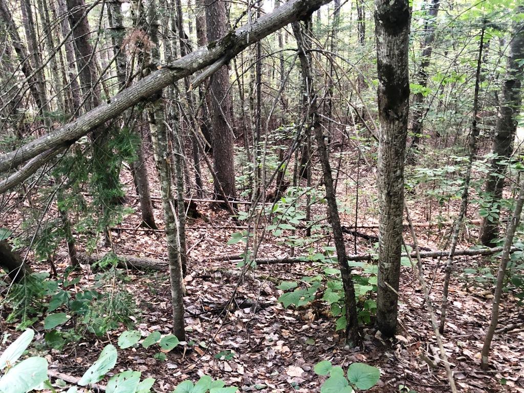 Tbd Partridge Pass Road Greenville, ME 04441 - Photo 24 of 43 IMG_2203