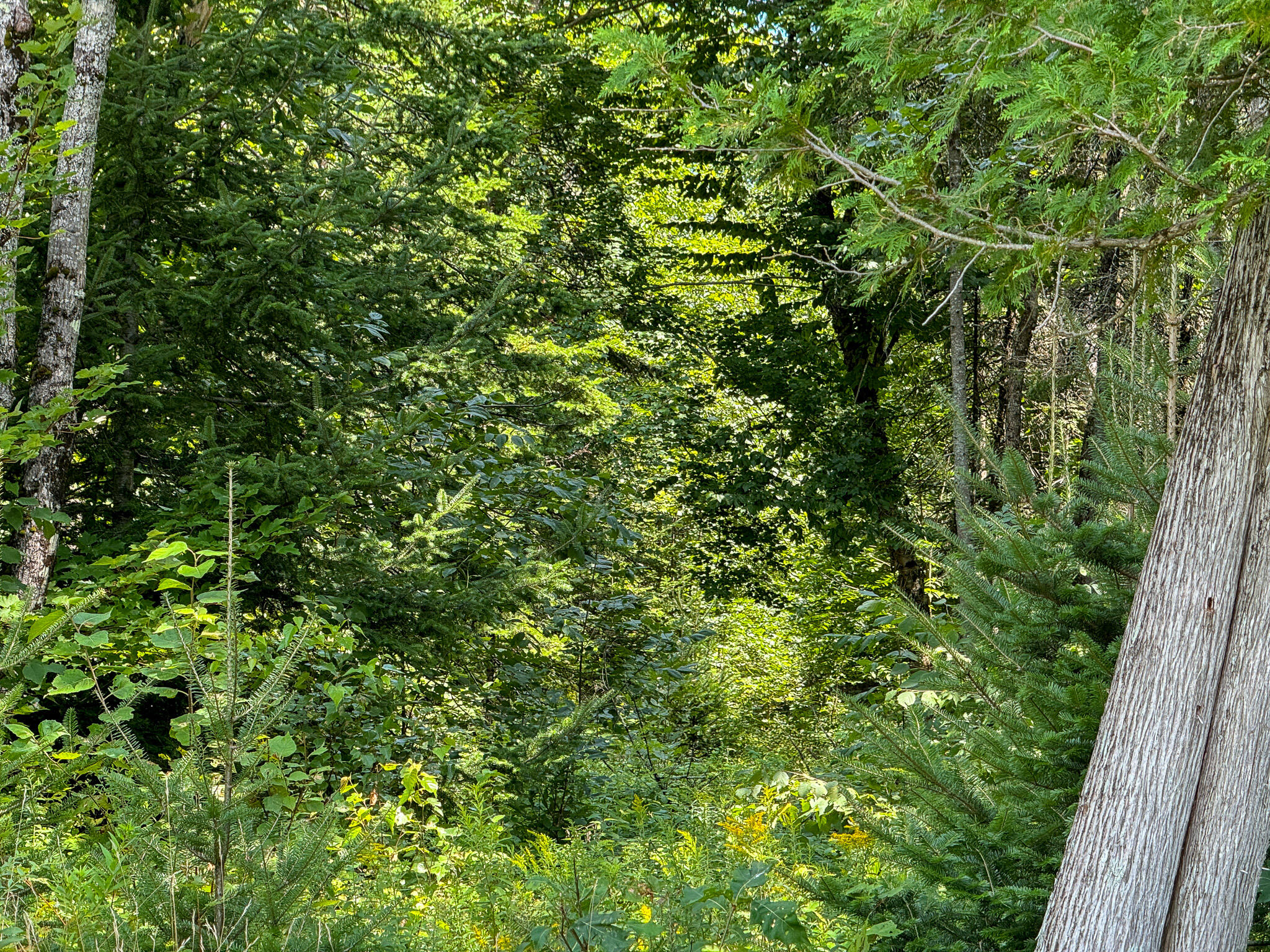 M9-l20-1 Valley Road Etna, ME 04434 - Photo 17 of 33 Photo Aug 08 2024, 1 29 48 PM