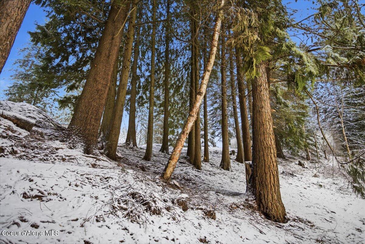 Lot 4 Hidden Harbor Lane Sandpoint, ID 83864 - Photo 8 of 15 Mature Trees