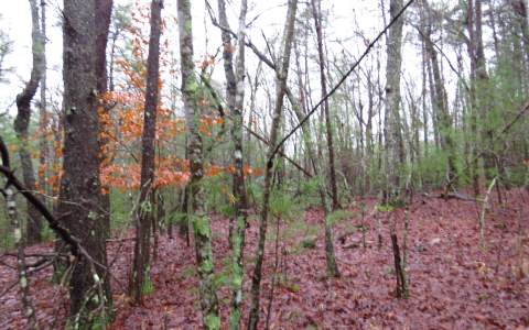 Pisgah Road Ellijay, GA 30536 - Photo 1 of 1 Main View
