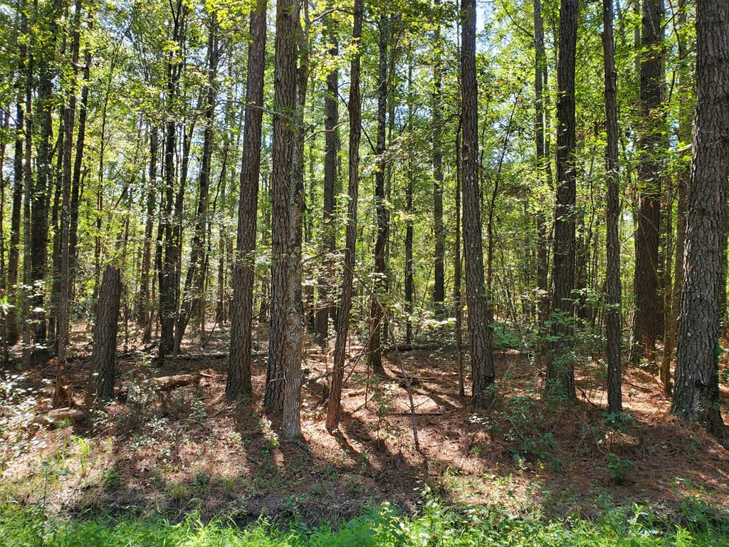 0 Mays Chapel Road Branchville, SC 29432 - Photo 2 of 5 Gallery Image 2