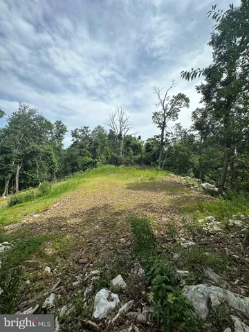 a view of a forest filled with trees