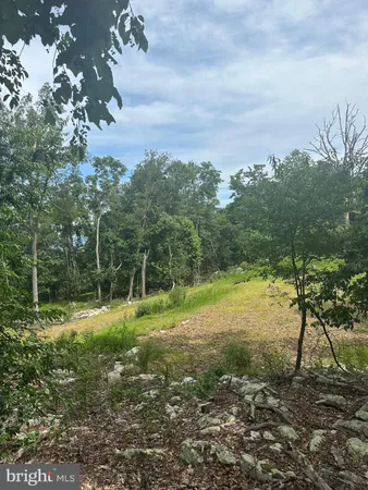 a view of a yard with a tree