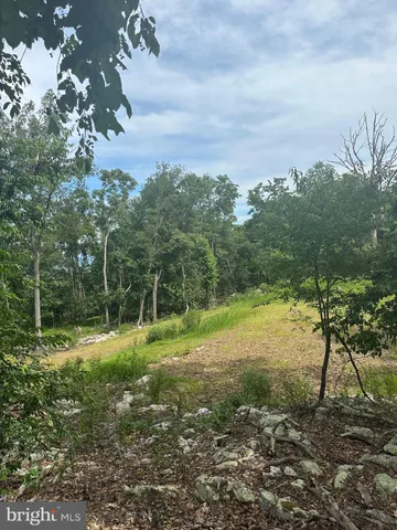 a view of a yard with a tree