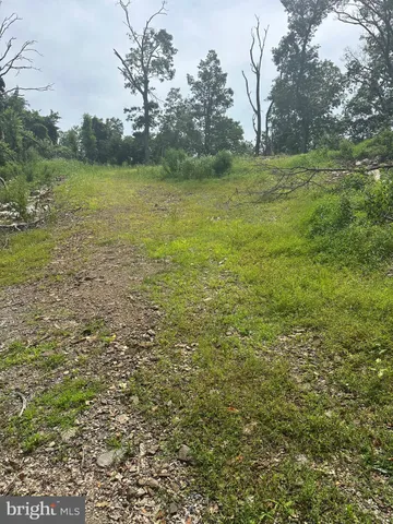 a view of a forest with a tree