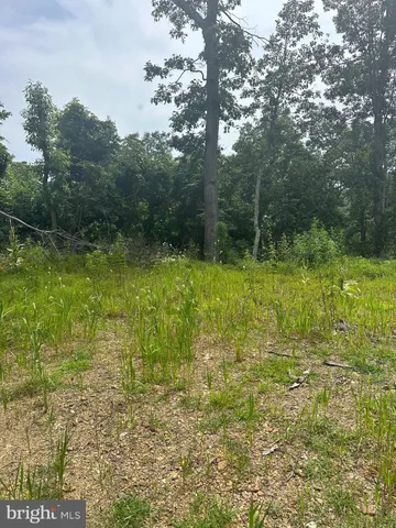 a view of a yard with plants and trees