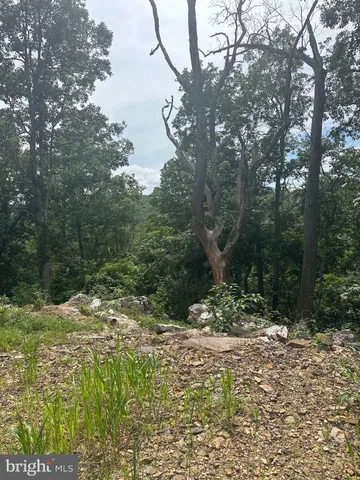 a view of a forest with trees