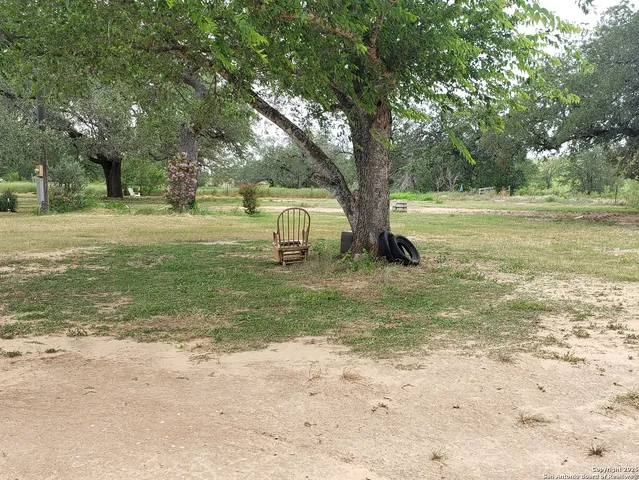 a view of a tree in a yard
