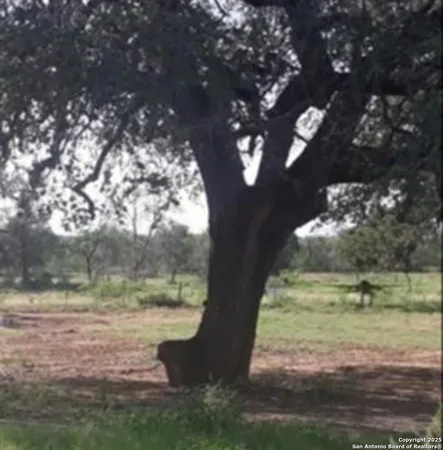 a view of a yard with large trees