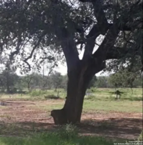 a view of a yard with large trees