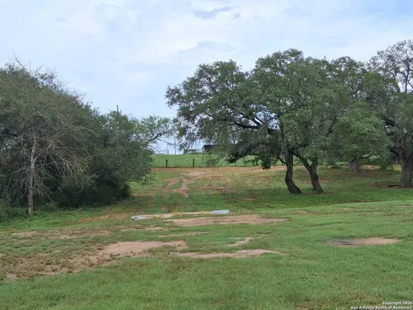 a view of a garden with a tree