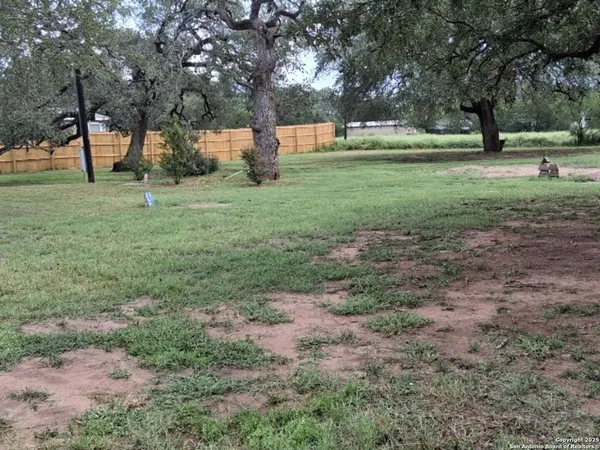 a view of a tree in a park