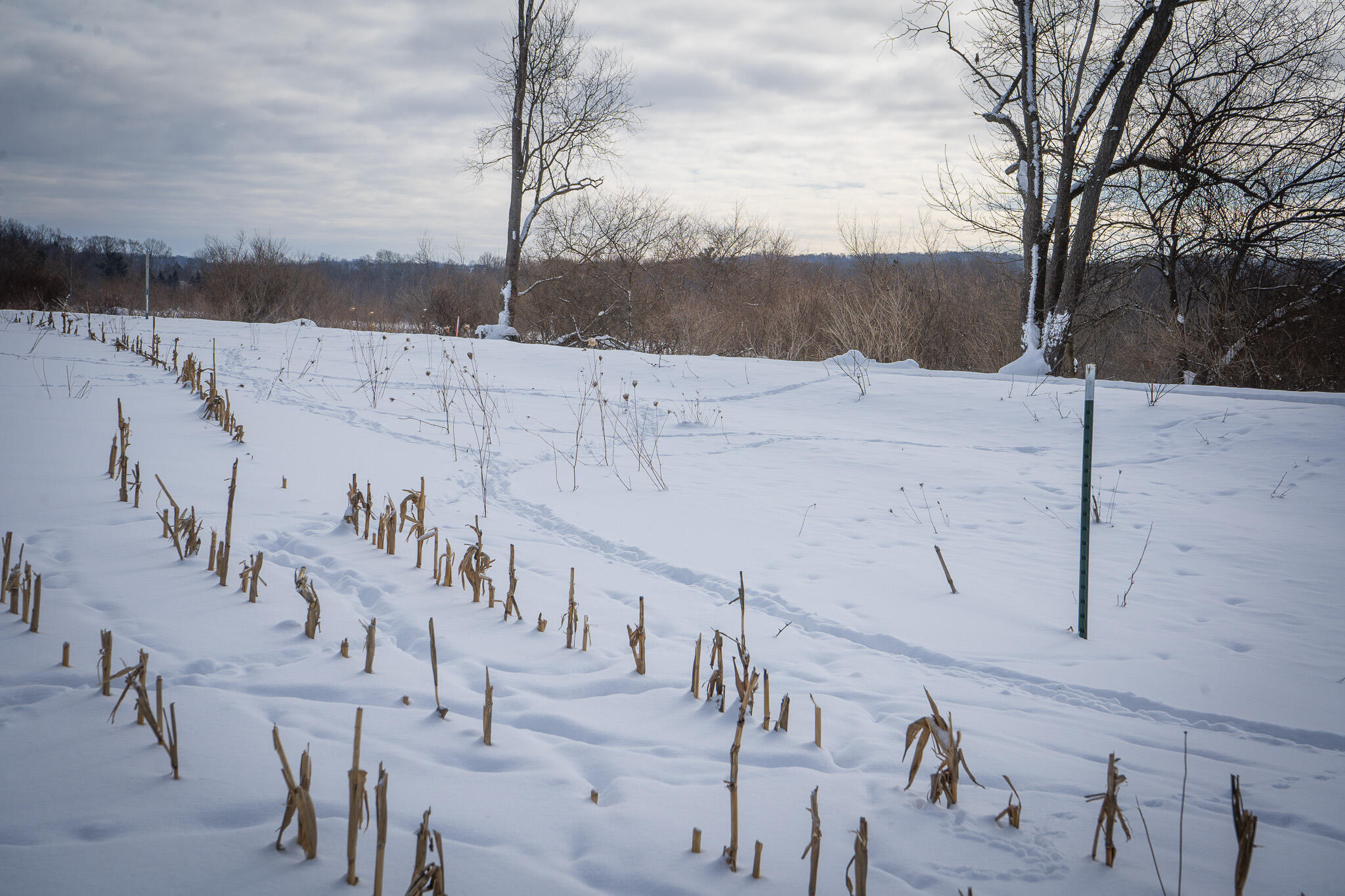 V/l West Johnson Road Shelby, MI 49455 - Photo 14 of 27 DSC07555