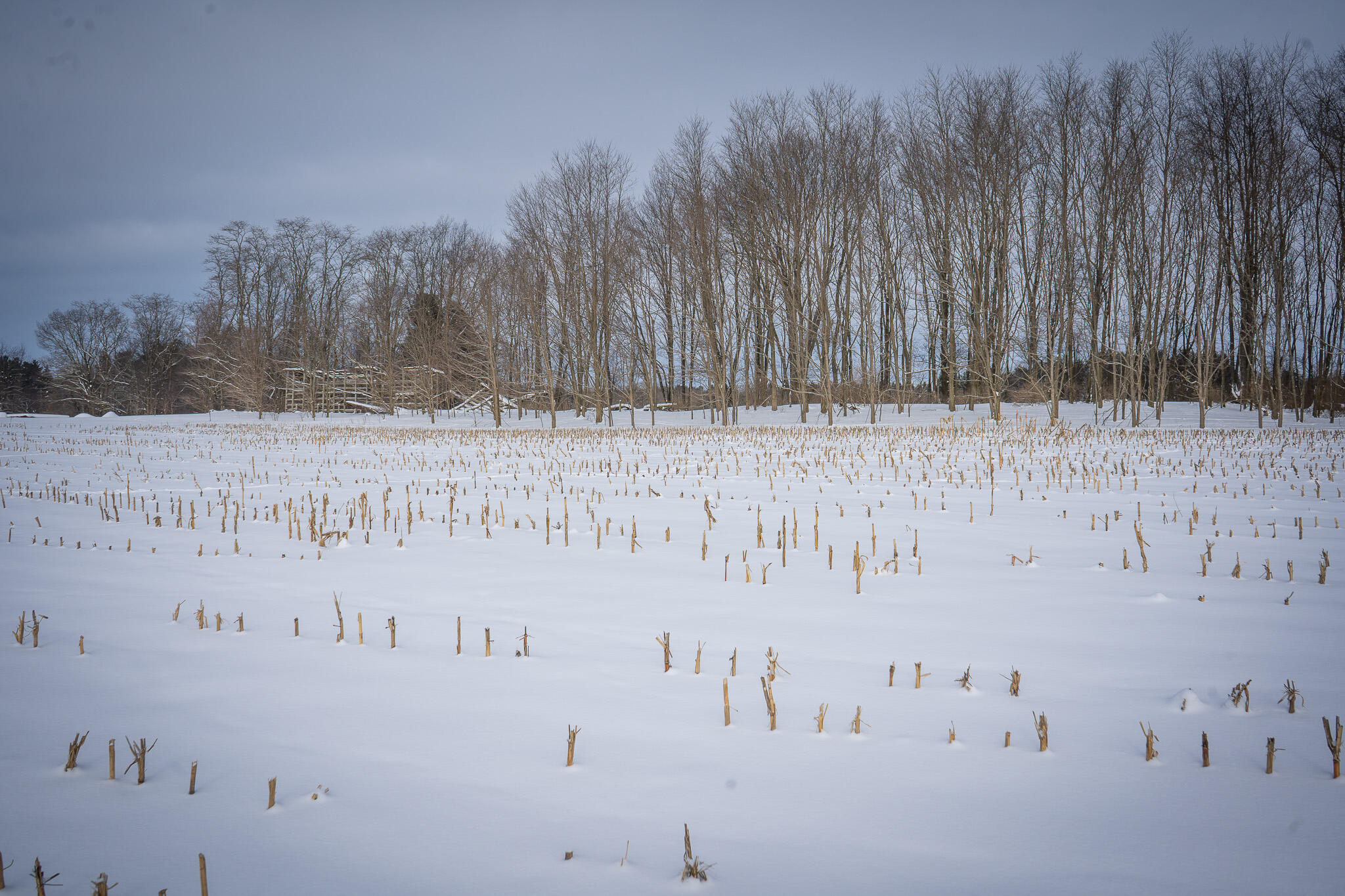 V/l West Johnson Road Shelby, MI 49455 - Photo 15 of 27 DSC07553