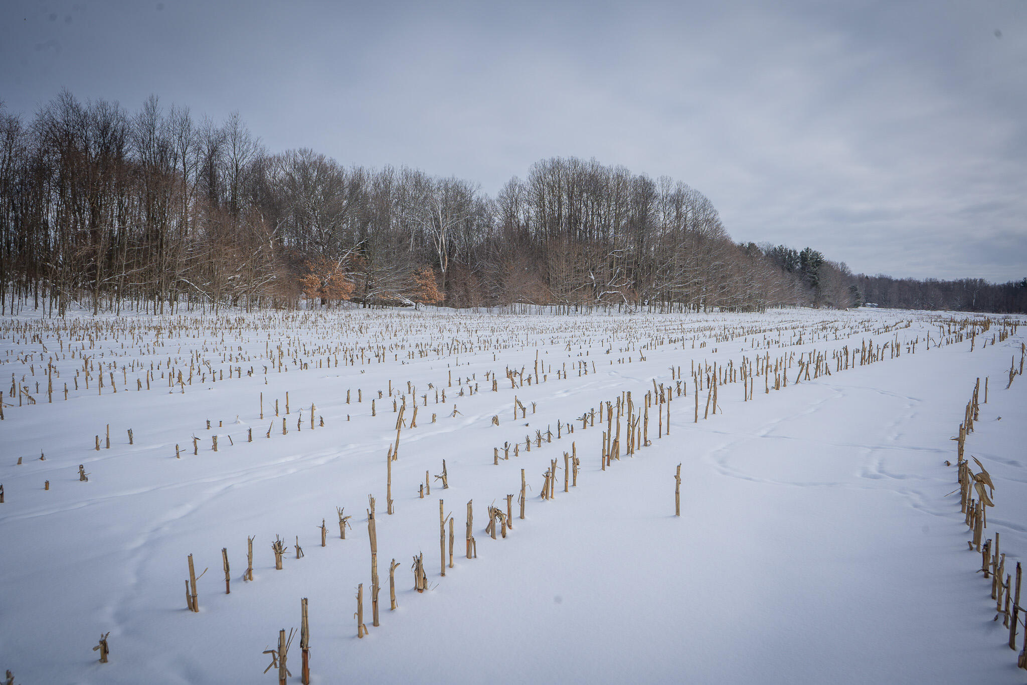 V/l West Johnson Road Shelby, MI 49455 - Photo 16 of 27 DSC07556
