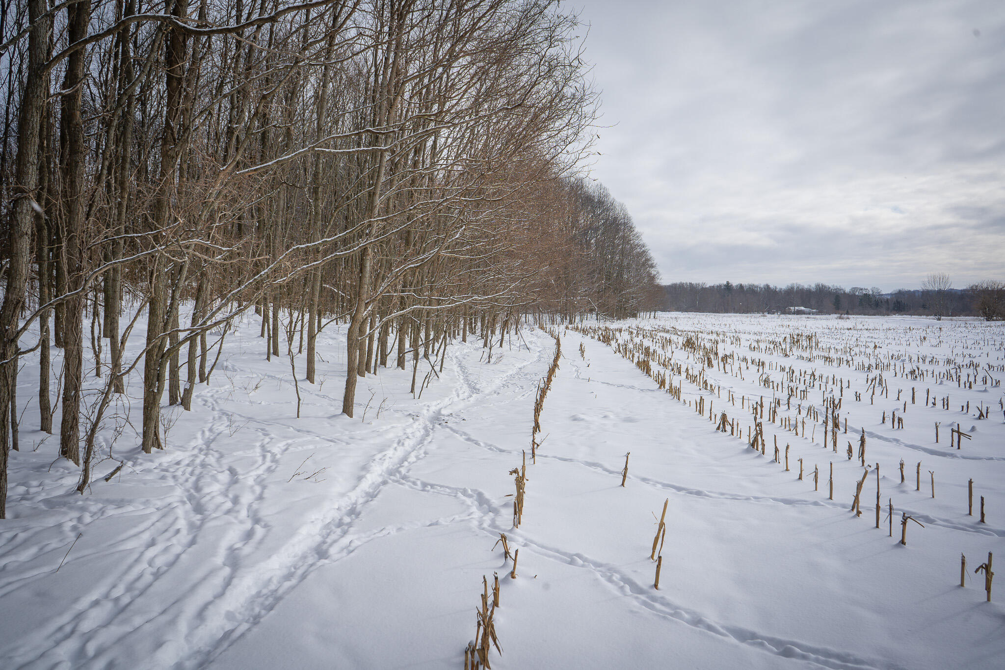 V/l West Johnson Road Shelby, MI 49455 - Photo 18 of 27 DSC07557