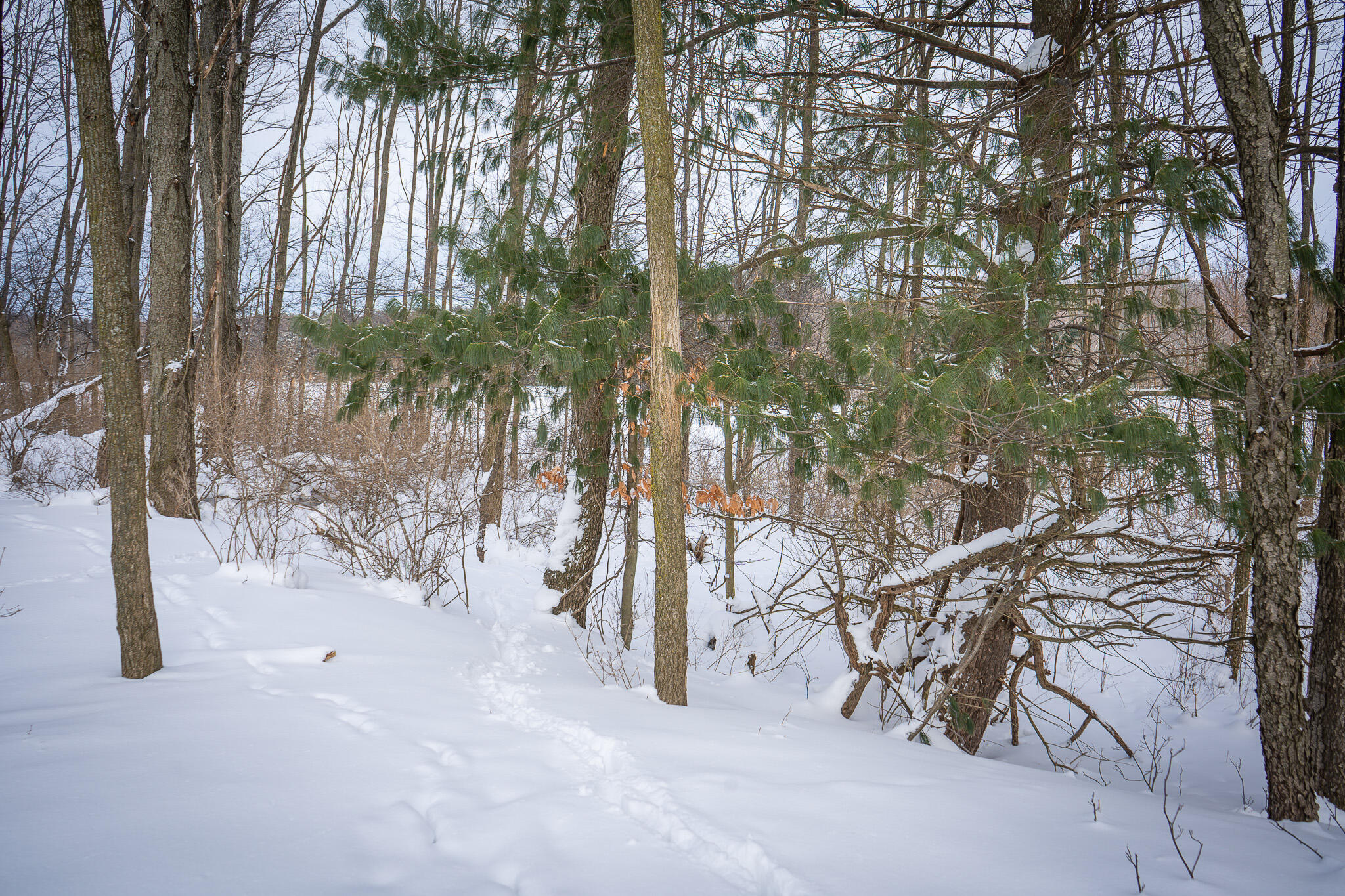V/l West Johnson Road Shelby, MI 49455 - Photo 19 of 27 DSC07562