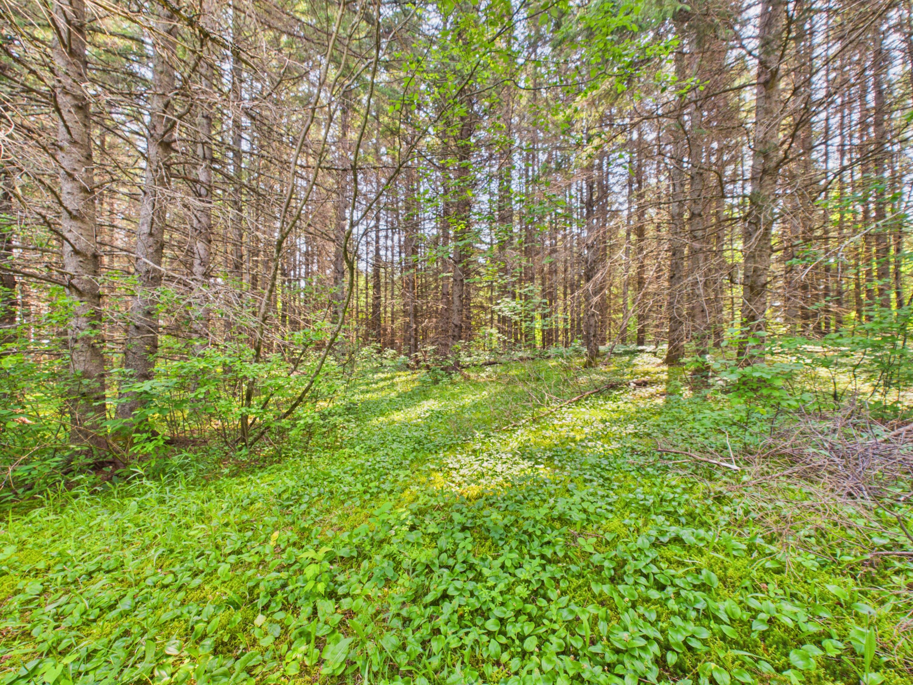 64 Noyes Road Caribou, ME 04736 - Photo 31 of 38 64 Noyes Rd Caribou 2026 (42)