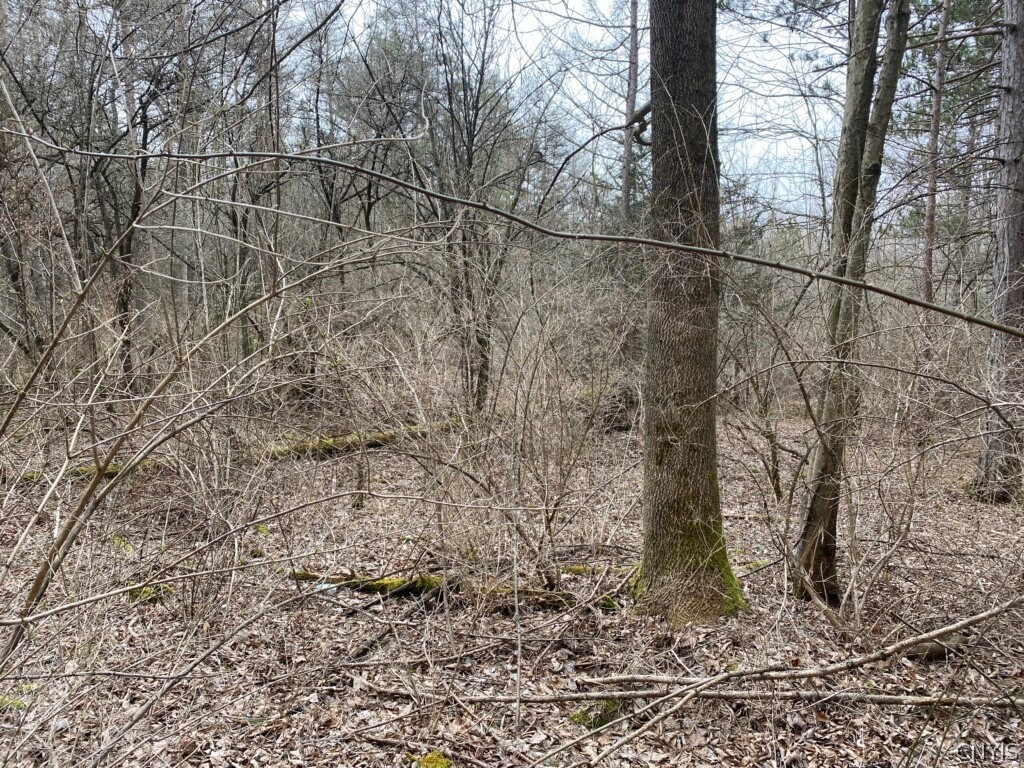 0 Town Line Road Canaseraga, NY 14822 - Photo 18 of 22 Gallery Image 18