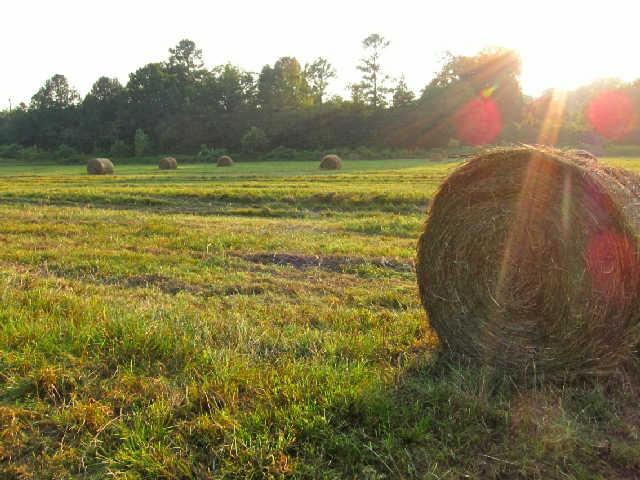 200 Old Railroad Road Prospect, TN 38477 - Photo 16 of 20 a view of a field with an ocean view