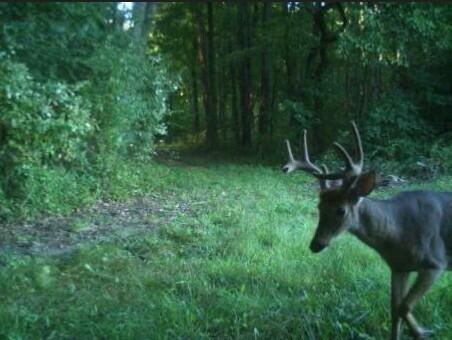52402 Oak Plains Road Marcellus, MI 49067 - Photo 58 of 59 Cropped Buck Velvet
