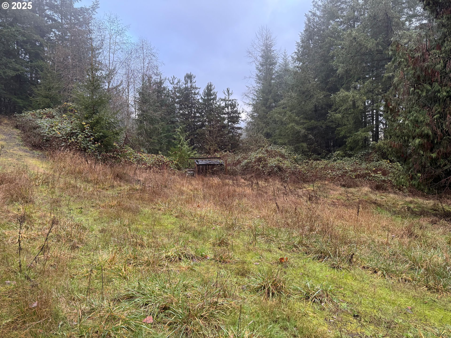 28381 South Salo Road Mulino, OR 97042 - Photo 4 of 6 a view of a yard with a tree
