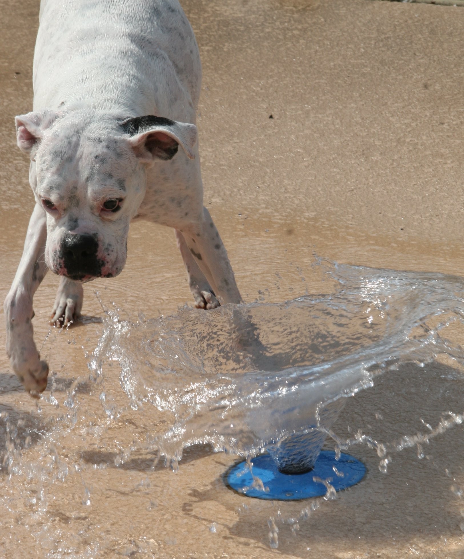 607 Streamview Drive White House, TN 37188 - Photo 17 of 21 a close view of a sink