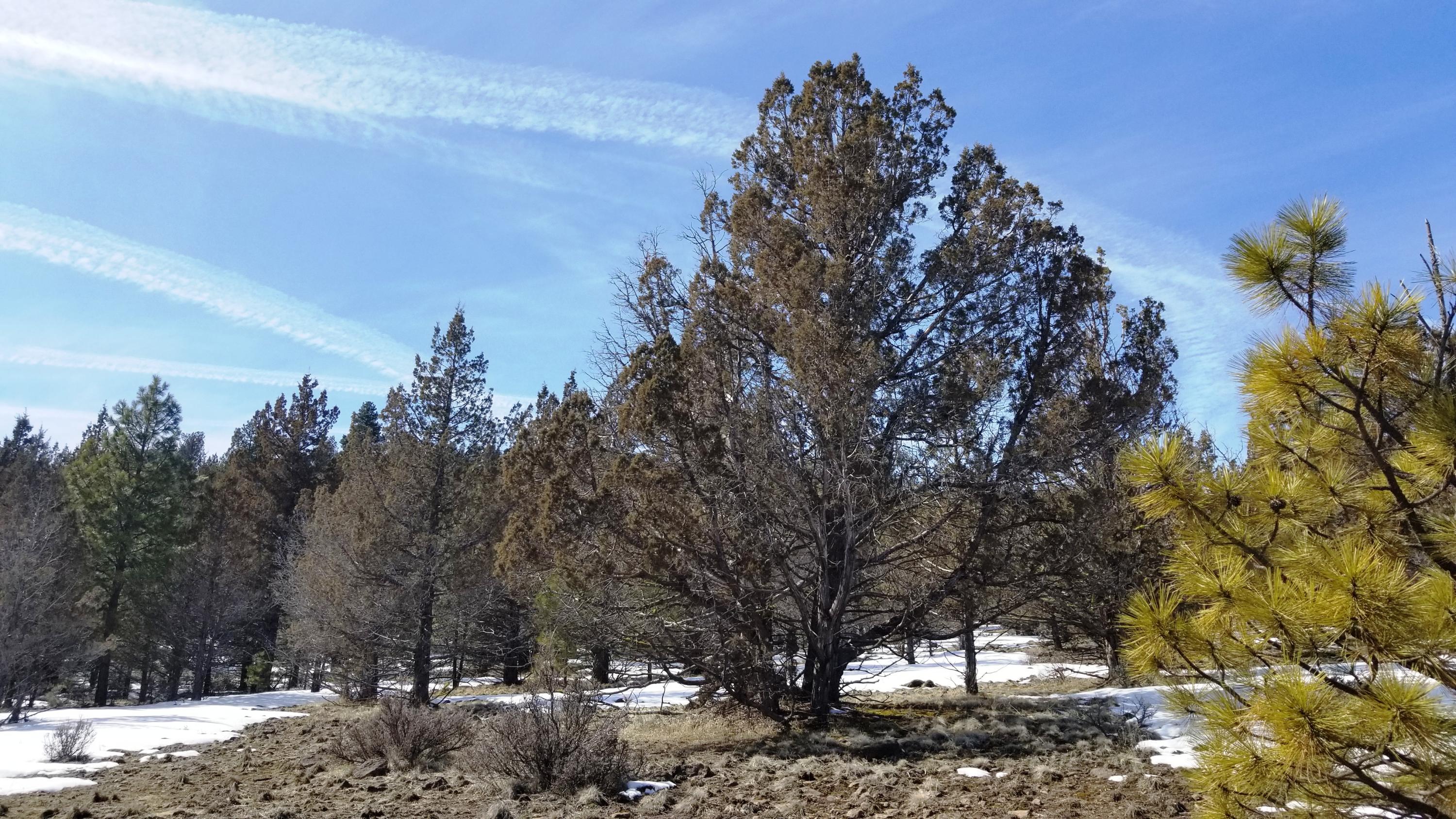 0 Yellow Jacket Springs Beatty, OR 97621 - Photo 3 of 6 20190314_135429