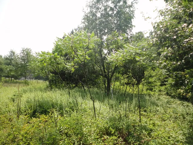 $33,000 | 215 Grand Junction, Grand Junction, MI 49056