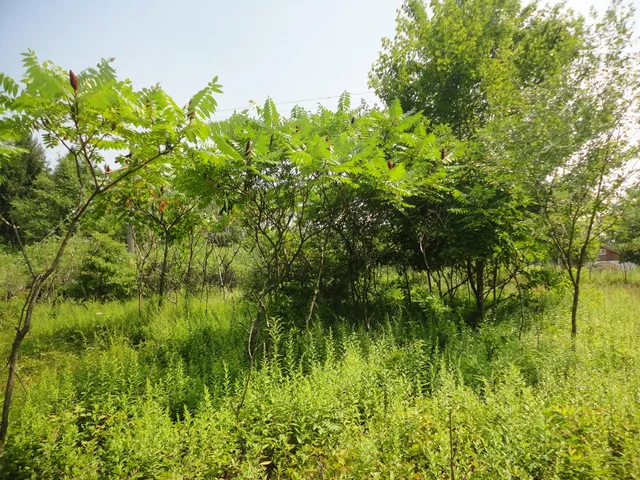 $33,000 | 215 Grand Junction, Grand Junction, MI 49056